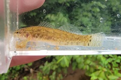 Etheostoma crossopterum