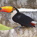 Ramphastos toco - Photo (c) Paul Donahue, μερικά δικαιώματα διατηρούνται (CC BY-NC), uploaded by Paul Donahue