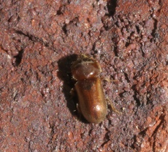 Tropicus pusillus
