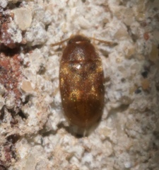 Litargus