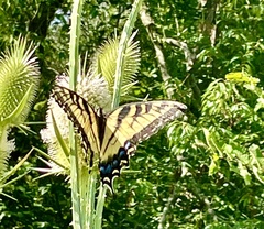 Papilio canadensis × glaucus
