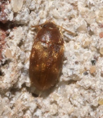 Litargus