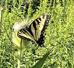 Papilio canadensis × glaucus