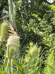Papilio canadensis × glaucus