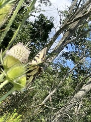 Papilio canadensis × glaucus