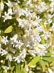 Leucopogon pimeleoides