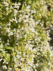 Leucopogon pimeleoides