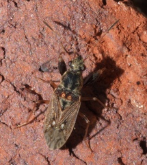 Pseudopachybrachius basalis