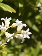 Leucopogon pimeleoides