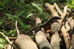 Aspidoscelis guttatus