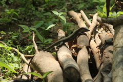 Aspidoscelis guttatus