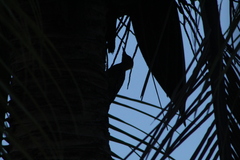 Melanerpes chrysogenys