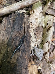 Plethodon teyahalee