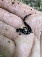 Plethodon teyahalee