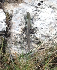 Pholidoscelis griswoldi
