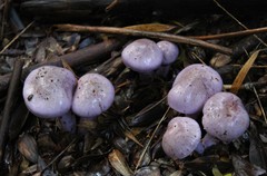 Cortinarius contulmensis