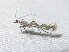 Acrocercops albinatella