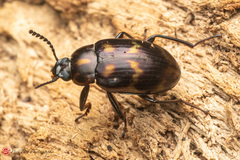Ceropria superba