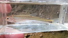 Notropis telescopus