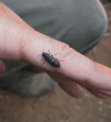 Melanophila consputa