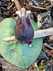 Corybas unguiculatus