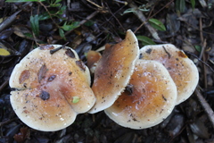 Cortinarius austroturmalis