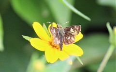Dardarina dardaris