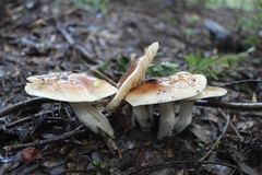 Cortinarius austroturmalis