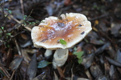 Cortinarius austroturmalis