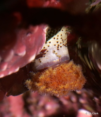 Themiste pyroides