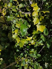 Alchornea ilicifolia