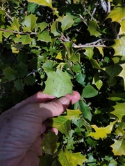 Alchornea ilicifolia