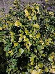 Alchornea ilicifolia