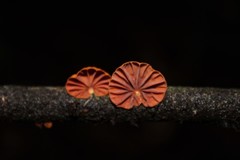 Anthracophyllum discolor