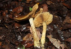 Cortinarius nahuelbutensis