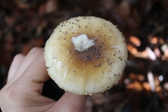 Amanita diemii