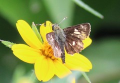 Dardarina dardaris