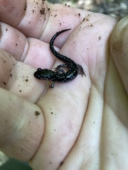 Plethodon teyahalee
