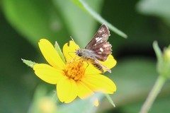 Dardarina dardaris