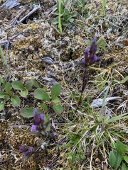Gentianella propinqua