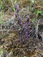 Gentianella propinqua