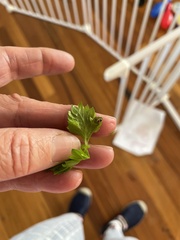 Australomisidia pilula