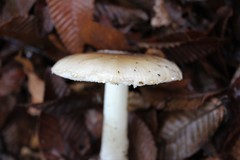 Amanita diemii
