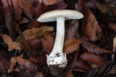 Amanita diemii