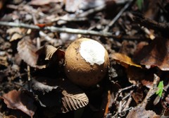 Amanita diemii