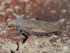 Paraphlepsius continuus