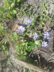 Sisyrinchium montanum