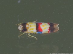 Erythroneura integra