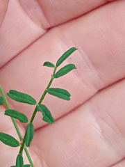 Astragalus silvisteppaceus