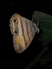 Cissia pseudoconfusa